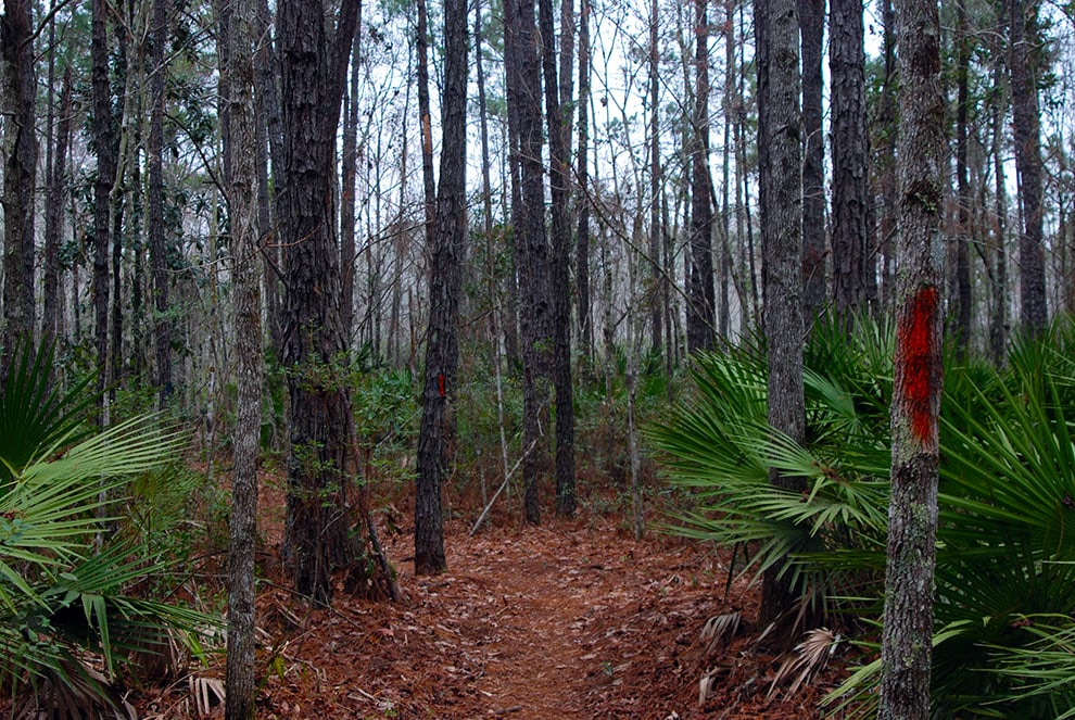 Tillie K Fowler Island Trail offers breathtaking views of the Ortega River basin and showcases the diverse natural beauty of Orange Park.